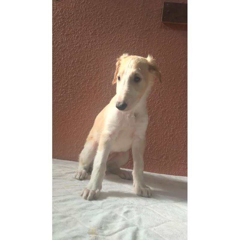 販売中の東京都のボルゾイ-425849