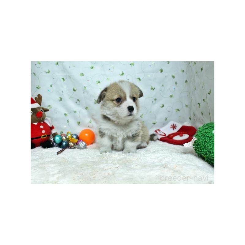 販売中の栃木県のウェルシュコーギーペンブローク-428955の5枚目