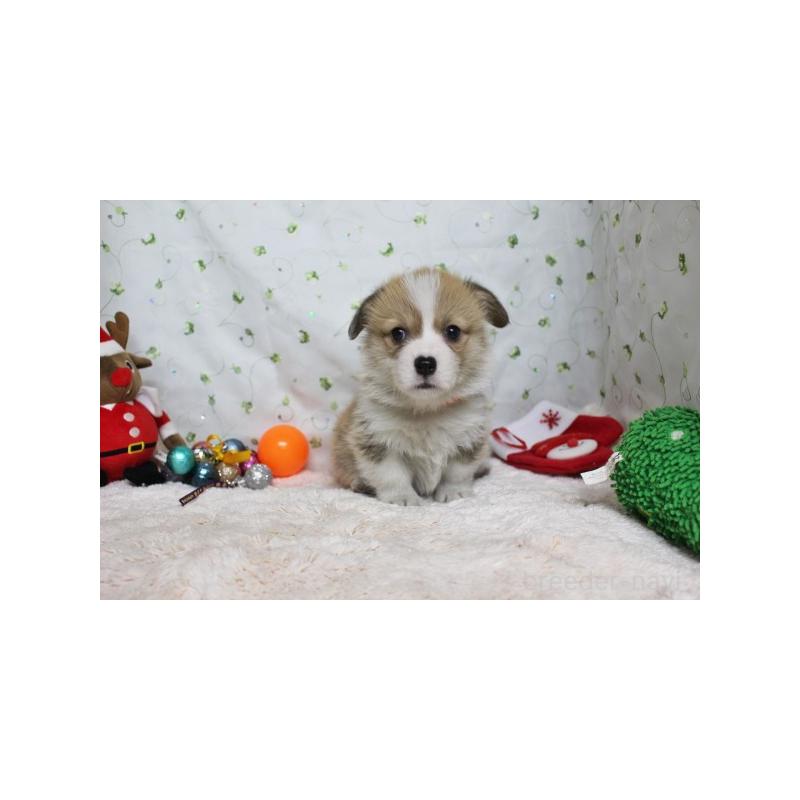 販売中の栃木県のウェルシュコーギーペンブローク-428955の4枚目