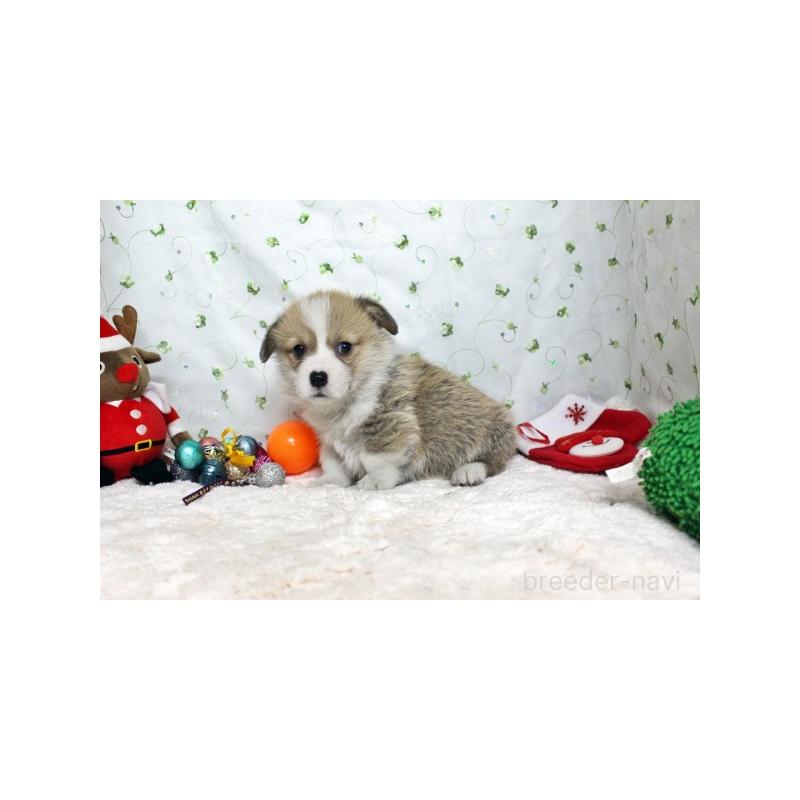 販売中の栃木県のウェルシュコーギーペンブローク-428955の3枚目