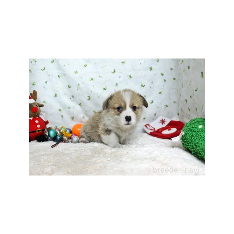 販売中の栃木県のウェルシュコーギーペンブローク-428955の2枚目