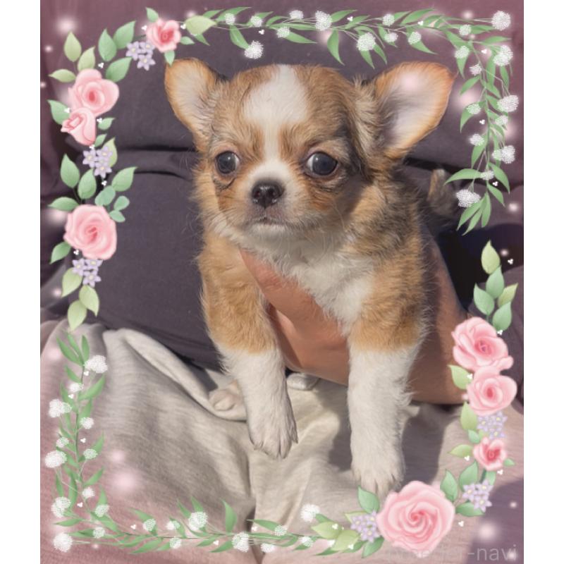 販売中の東京都のチワワ(ロングコート)-422820の12枚目