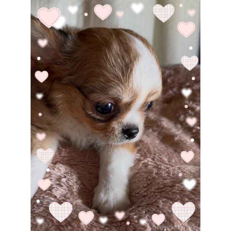 販売中の東京都のチワワ(ロングコート)-422820