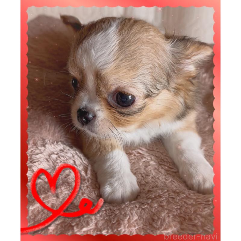 販売中の東京都のチワワ(ロングコート)-422820の11枚目