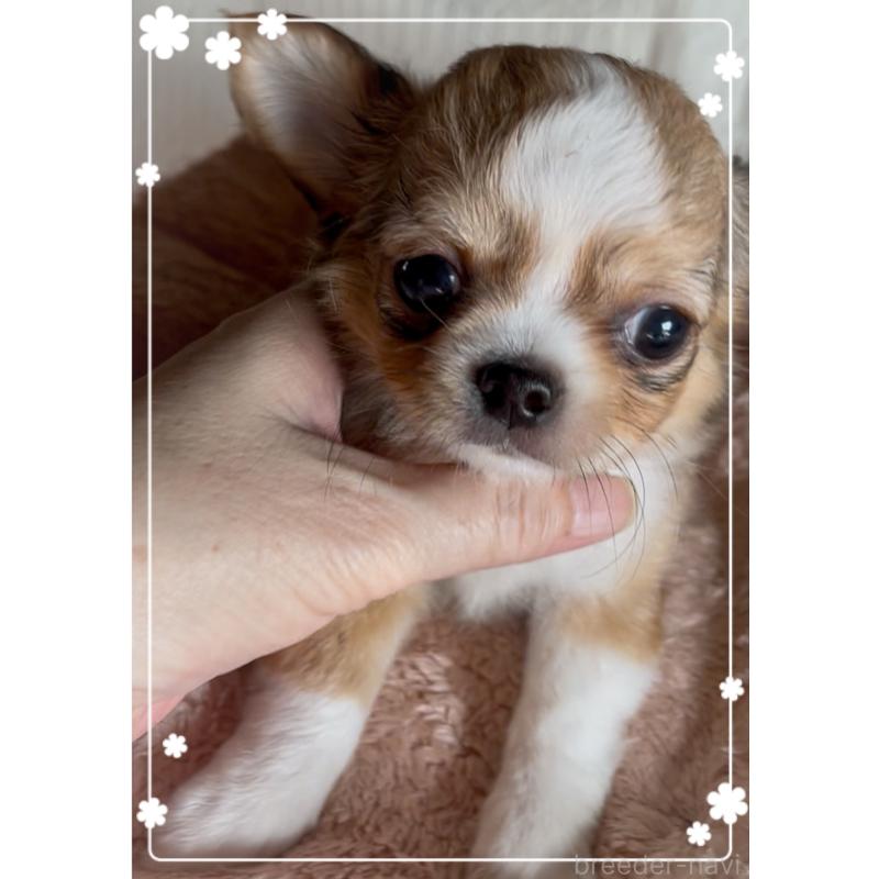 販売中の東京都のチワワ(ロングコート)-422820の10枚目