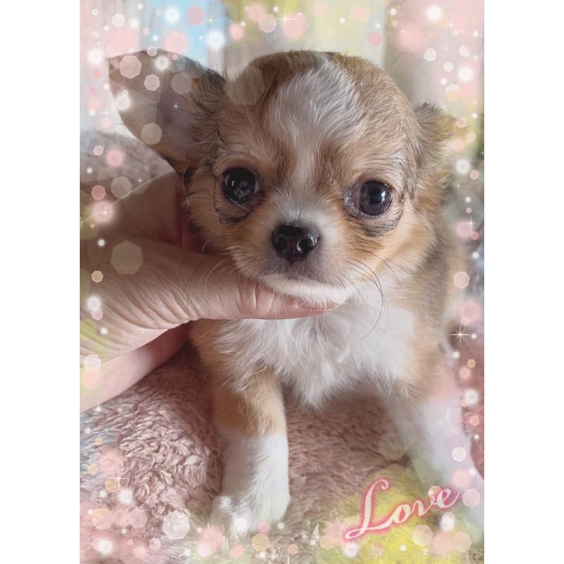 販売中の東京都のチワワ(ロングコート)-422820の9枚目