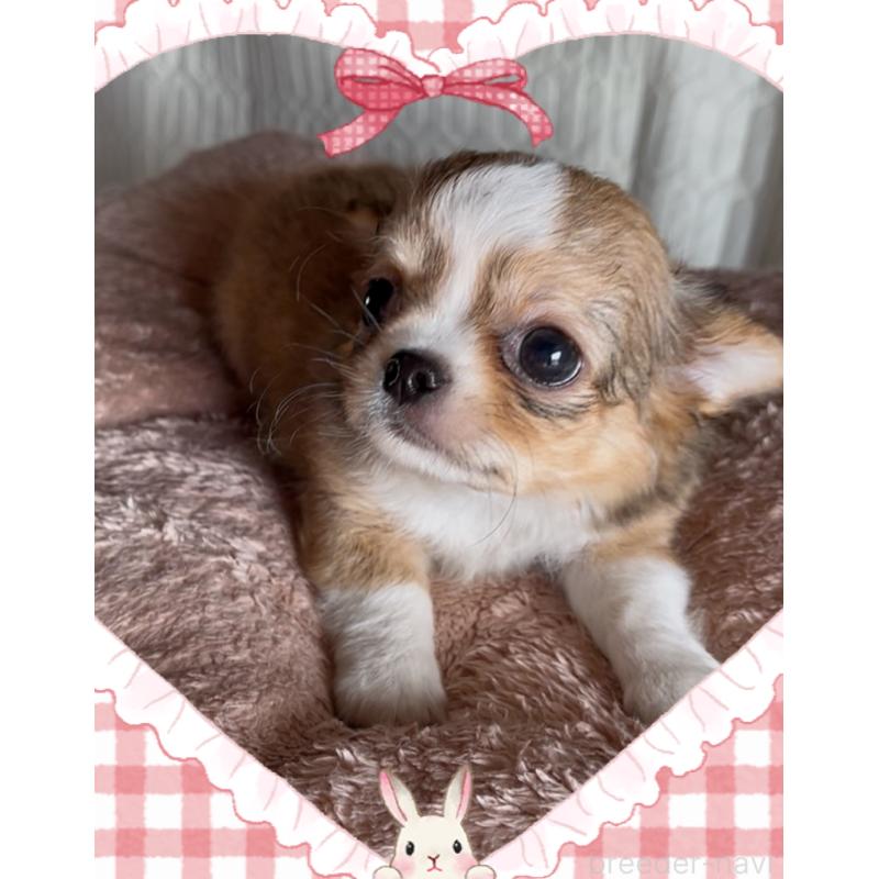 販売中の東京都のチワワ(ロングコート)-422820の8枚目