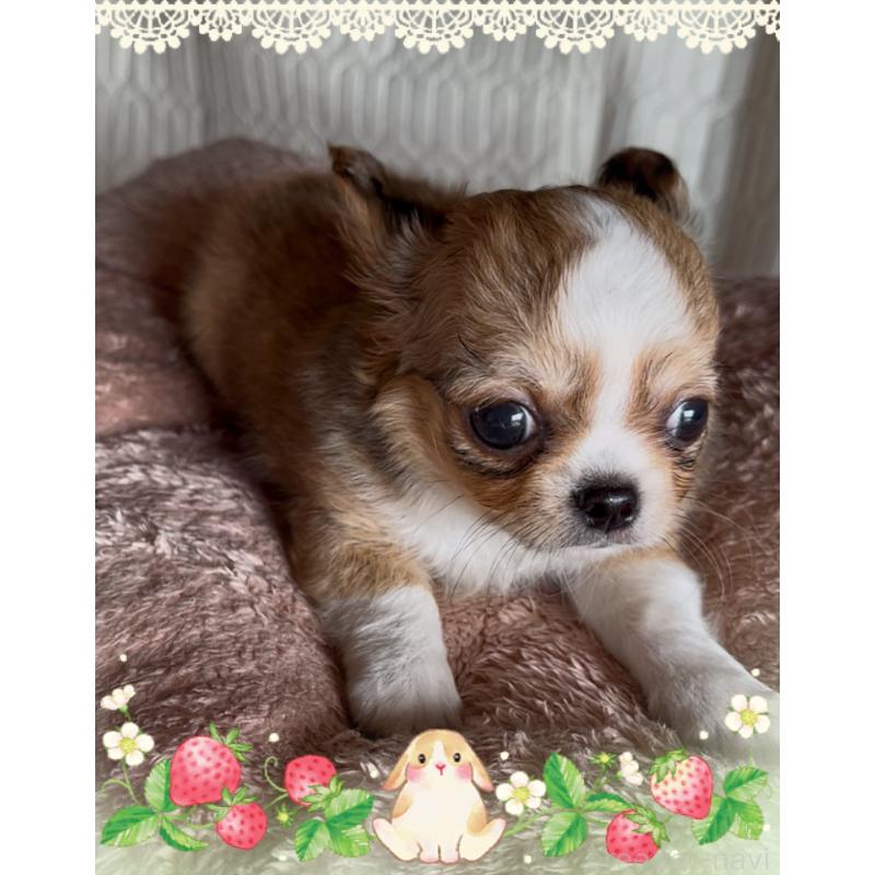 販売中の東京都のチワワ(ロングコート)-422820の7枚目