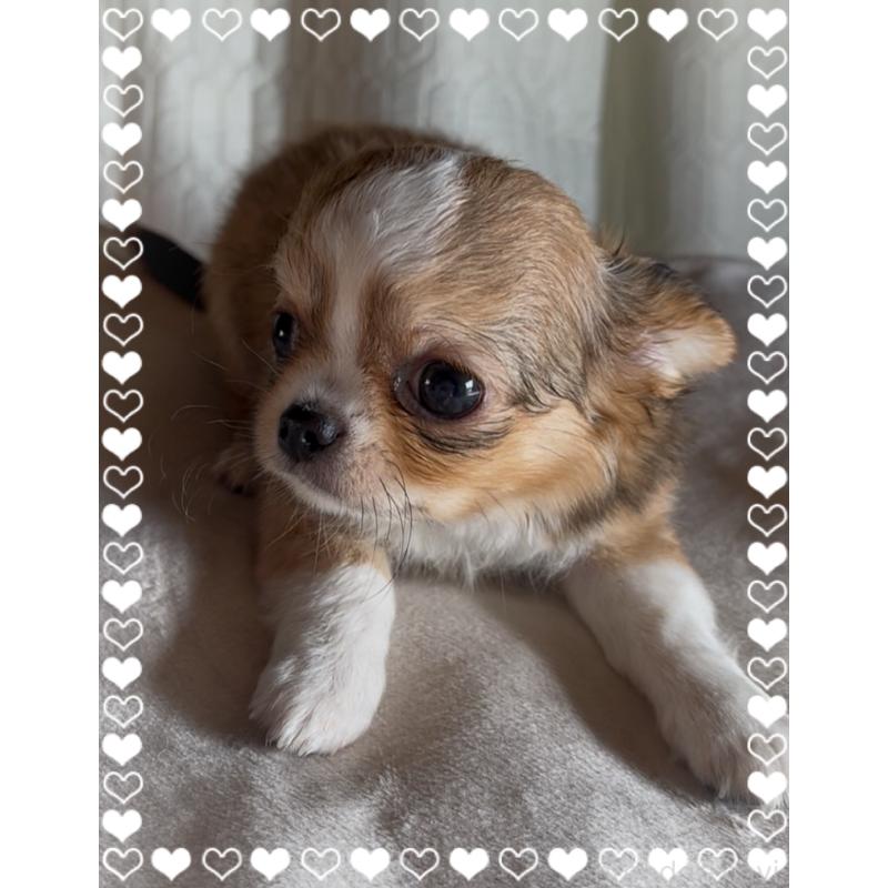 販売中の東京都のチワワ(ロングコート)-422820の6枚目