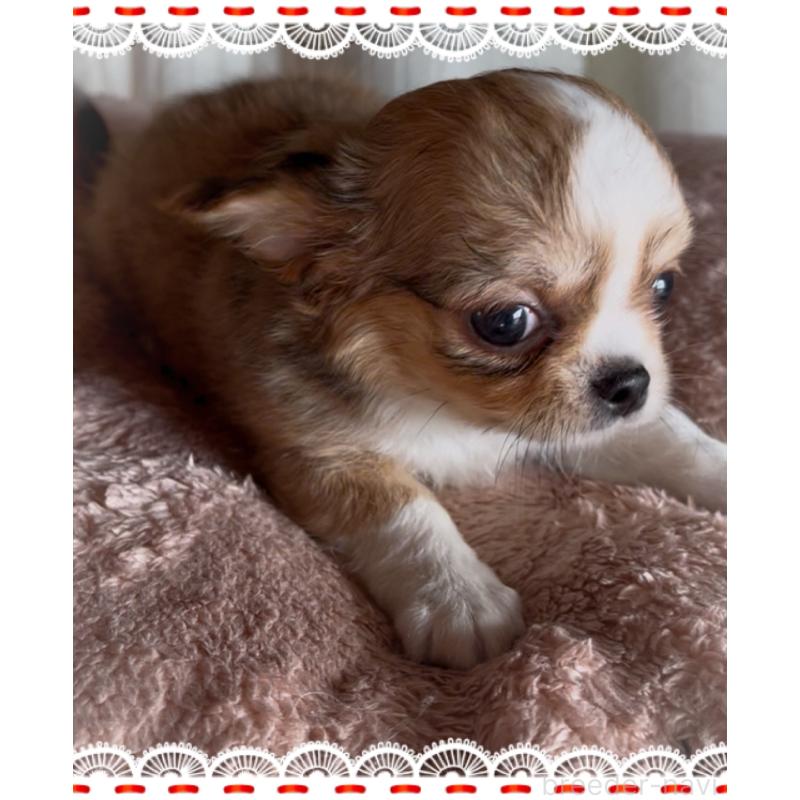 販売中の東京都のチワワ(ロングコート)-422820の5枚目