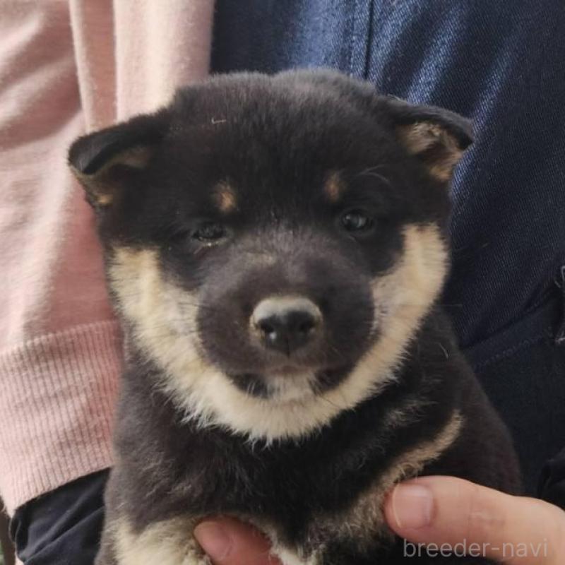 販売中の福岡県の豆柴-428958