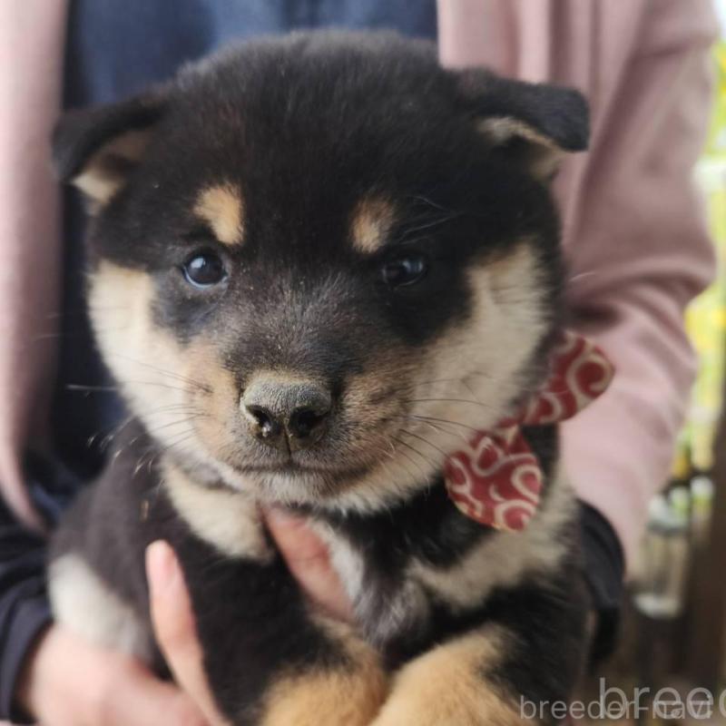 販売中の福岡県の豆柴-428959の1枚目