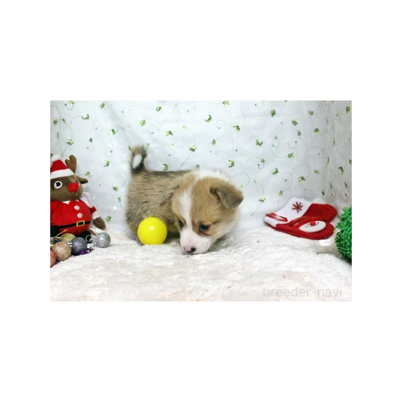 販売中の栃木県のウェルシュコーギーペンブローク-428960の4枚目