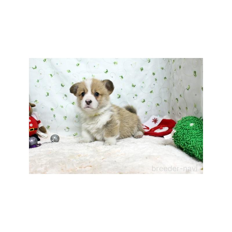 販売中の栃木県のウェルシュコーギーペンブローク-428960の3枚目