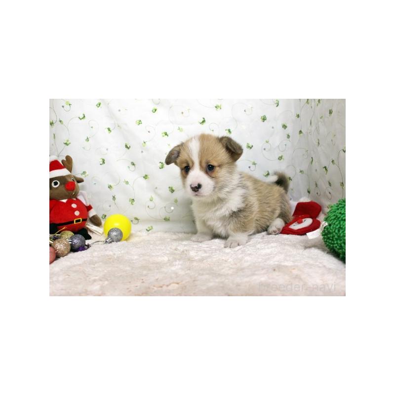 販売中の栃木県のウェルシュコーギーペンブローク-428960の2枚目