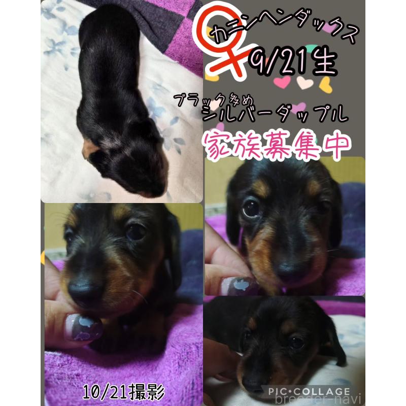 販売中の兵庫県のカニンヘンダックスフンド(ワイヤーヘアード)-428961の5枚目