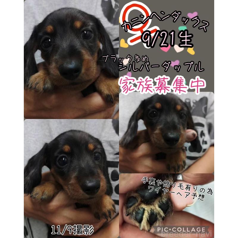 販売中の兵庫県のカニンヘンダックスフンド(ワイヤーヘアード)-428961の4枚目