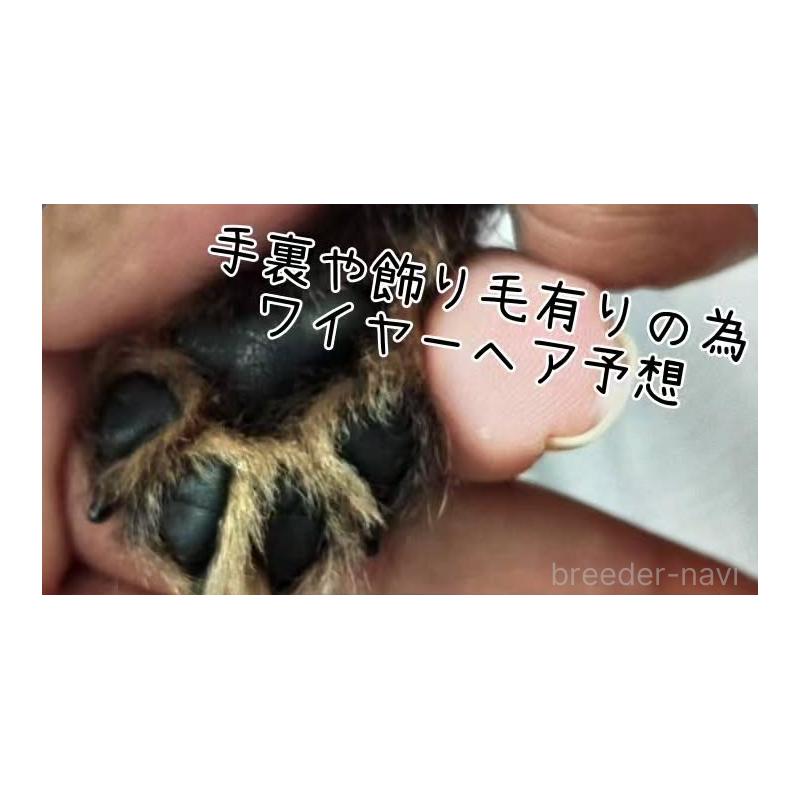 販売中の兵庫県のカニンヘンダックスフンド(ワイヤーヘアード)-428961の2枚目