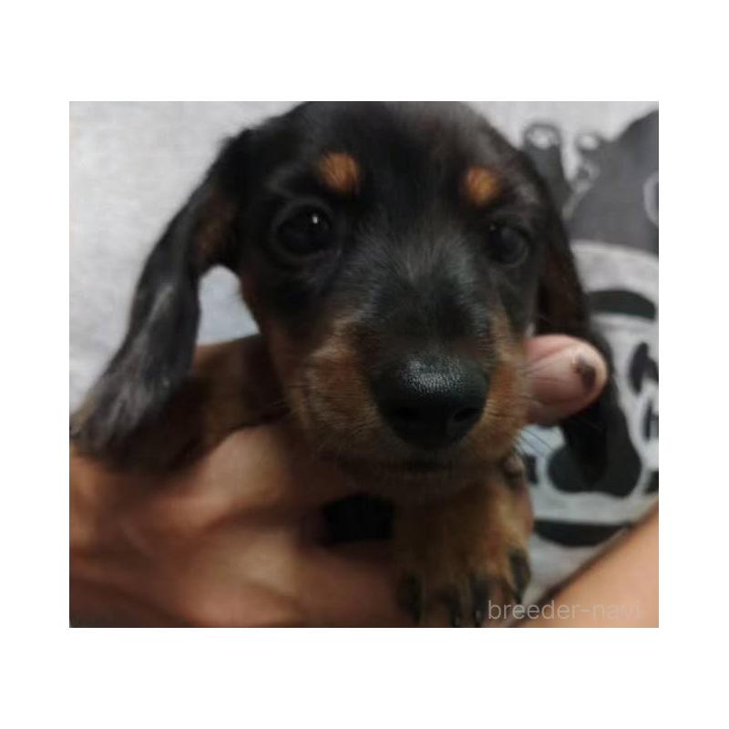 販売中の兵庫県のカニンヘンダックスフンド(ワイヤーヘアード)-428961の3枚目