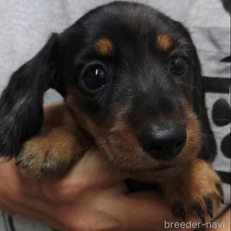 販売中の兵庫県のカニンヘンダックスフンド(ワイヤーヘアード)-428961の1枚目