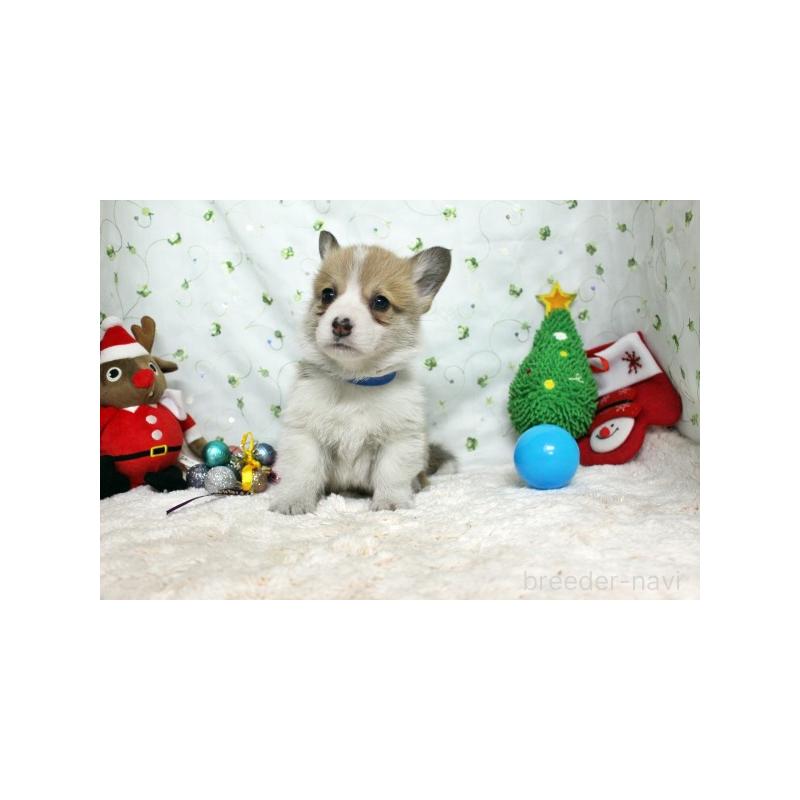 販売中の栃木県のウェルシュコーギーペンブローク-428962の5枚目