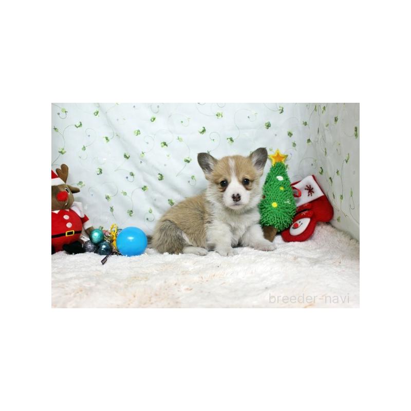 販売中の栃木県のウェルシュコーギーペンブローク-428962の3枚目