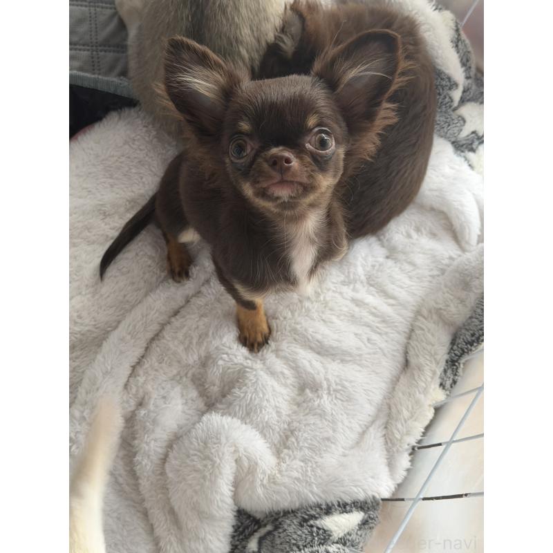 販売中の栃木県のチワワ(ロングコート)-428963の1枚目