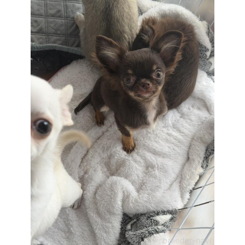 販売中の栃木県のチワワ(ロングコート)-428963の4枚目