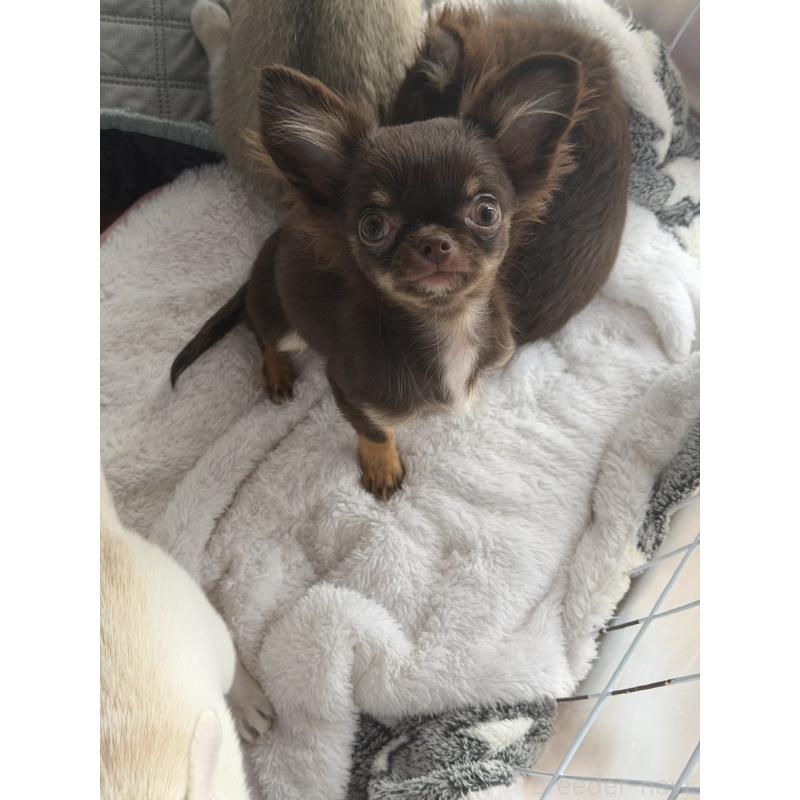 販売中の栃木県のチワワ(ロングコート)-428963の3枚目