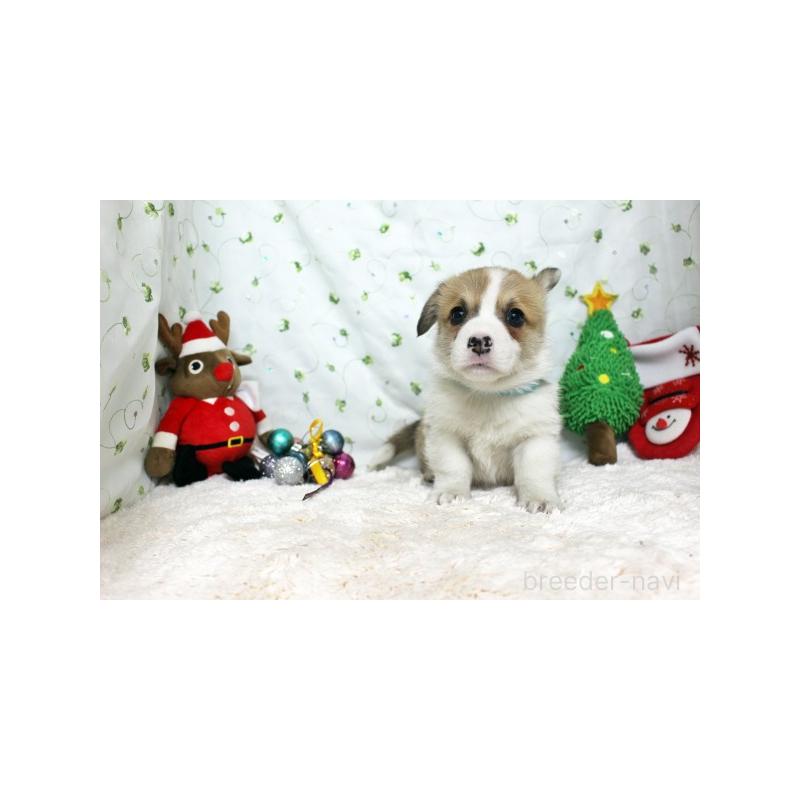 販売中の栃木県のウェルシュコーギーペンブローク-428964の5枚目