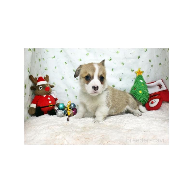 販売中の栃木県のウェルシュコーギーペンブローク-428964の4枚目