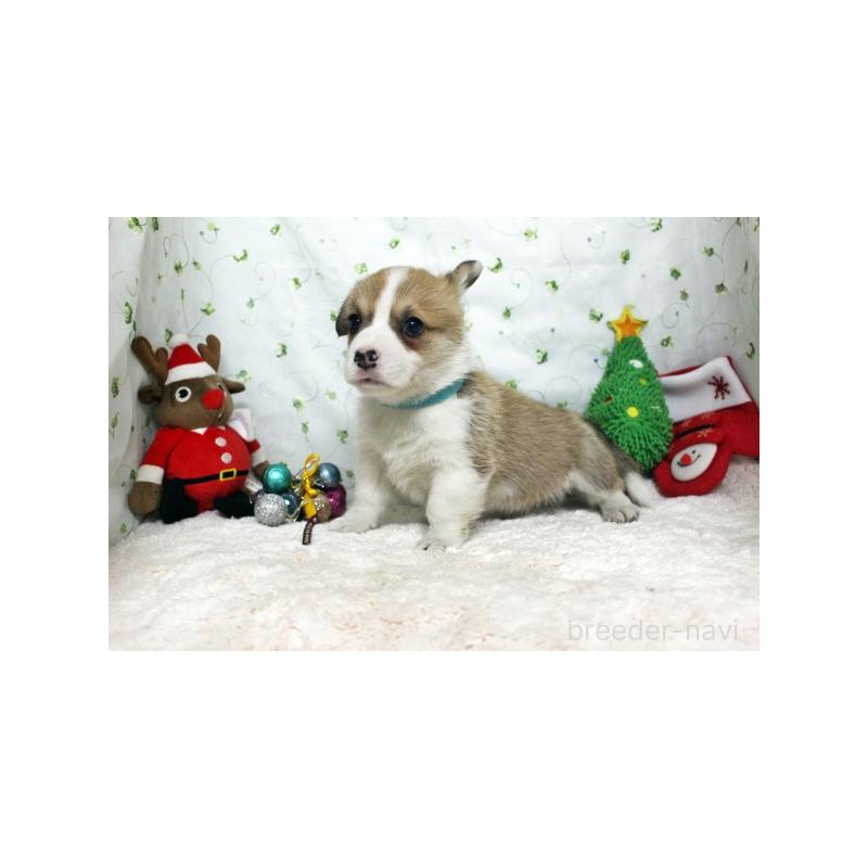 販売中の栃木県のウェルシュコーギーペンブローク-428964の3枚目