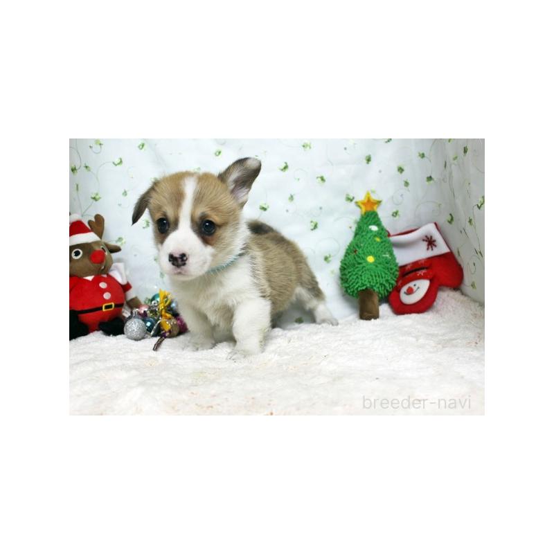 販売中の栃木県のウェルシュコーギーペンブローク-428964の2枚目