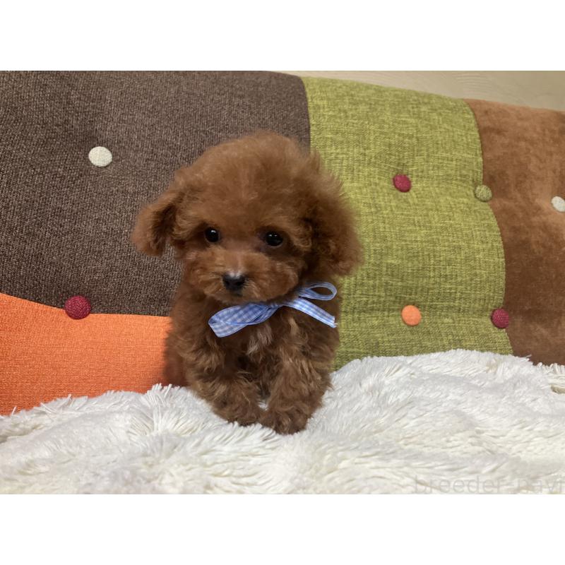 成約済の福岡県のタイニープードル-428965の1枚目