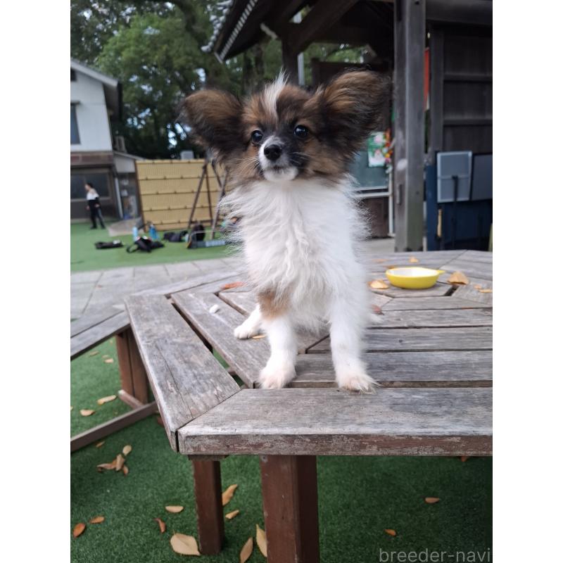 販売中の愛媛県のパピヨン-412222の9枚目