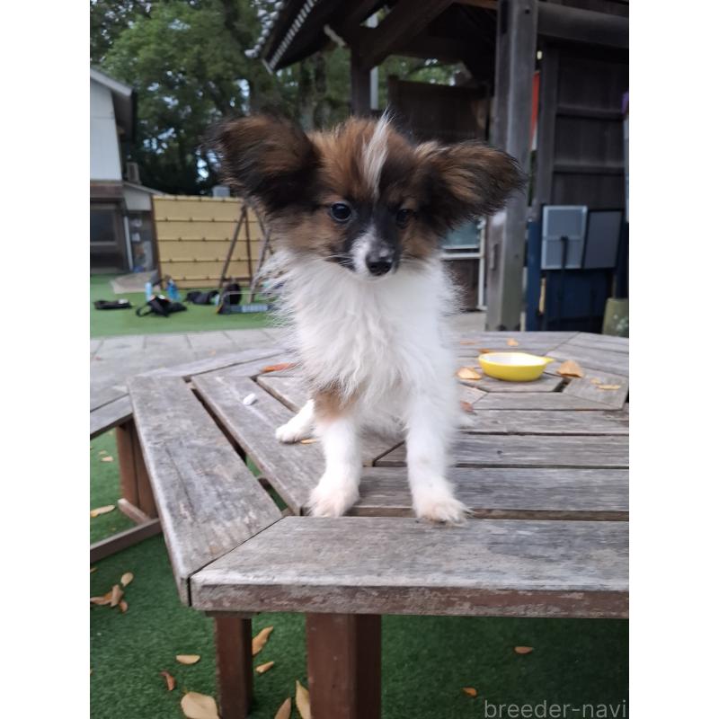 販売中の愛媛県のパピヨン-412222の8枚目