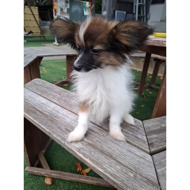 販売中の愛媛県のパピヨン-412222の7枚目