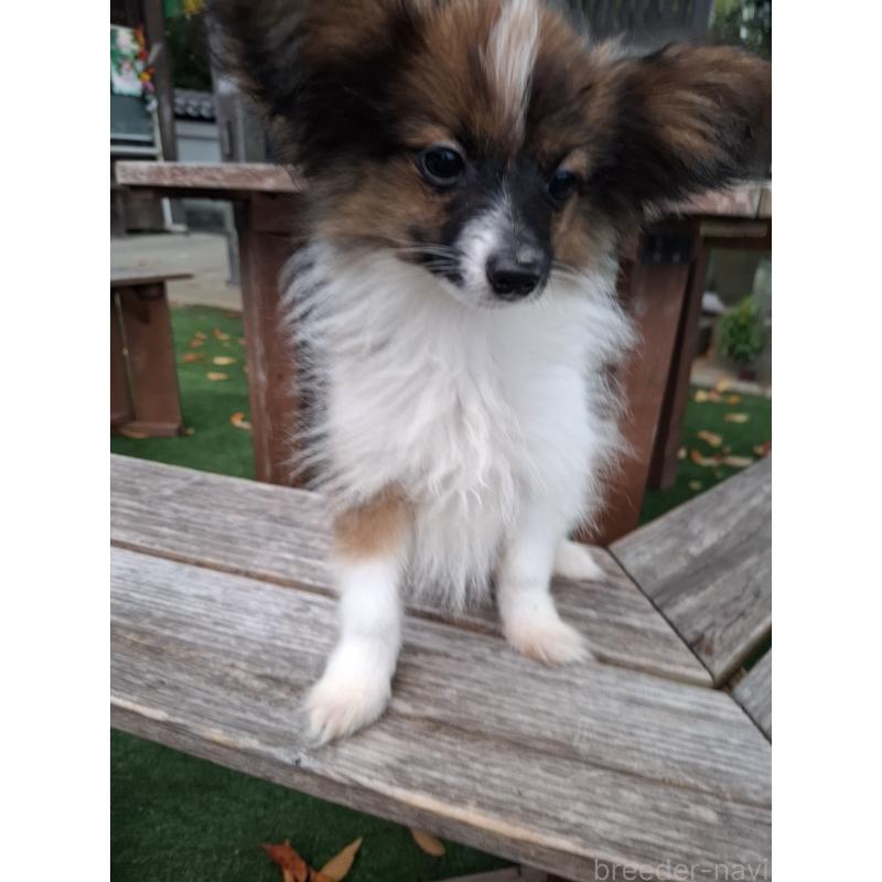 販売中の愛媛県のパピヨン-412222の6枚目