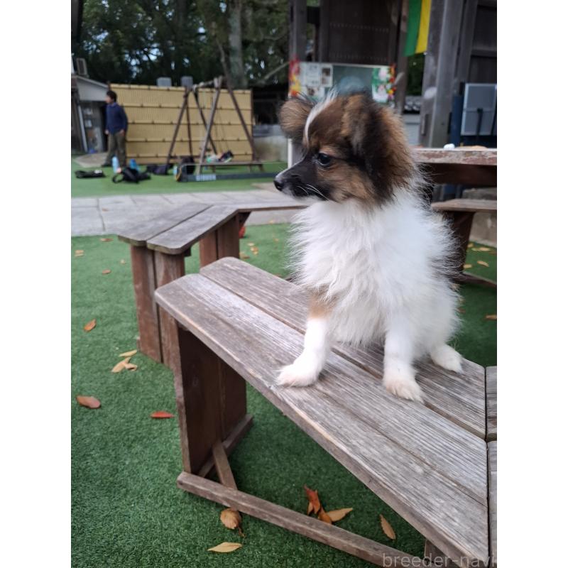 販売中の愛媛県のパピヨン-412222の5枚目