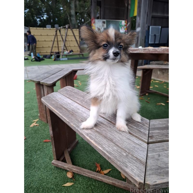 販売中の愛媛県のパピヨン-412222の4枚目