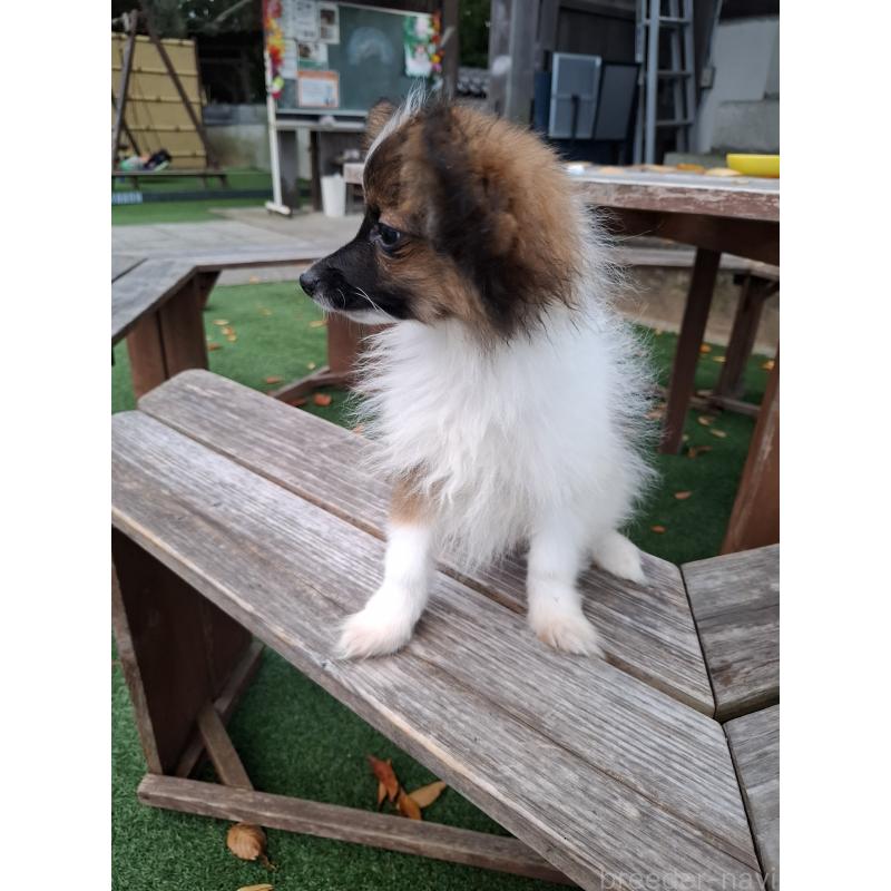 販売中の愛媛県のパピヨン-412222の3枚目