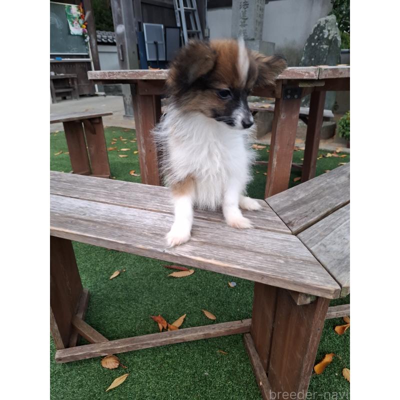 販売中の愛媛県のパピヨン-412222の2枚目