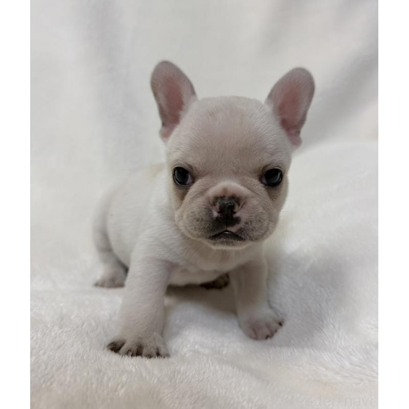 販売中の山口県のフレンチブルドッグ-428967の4枚目