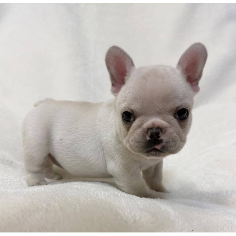 販売中の山口県のフレンチブルドッグ-428967の5枚目