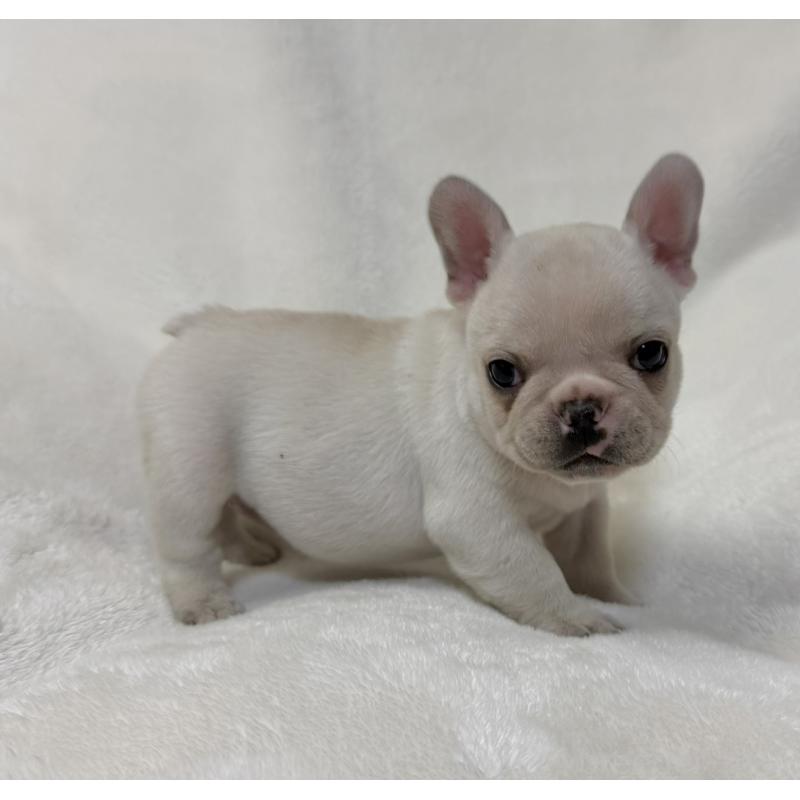 販売中の山口県のフレンチブルドッグ-428967の3枚目