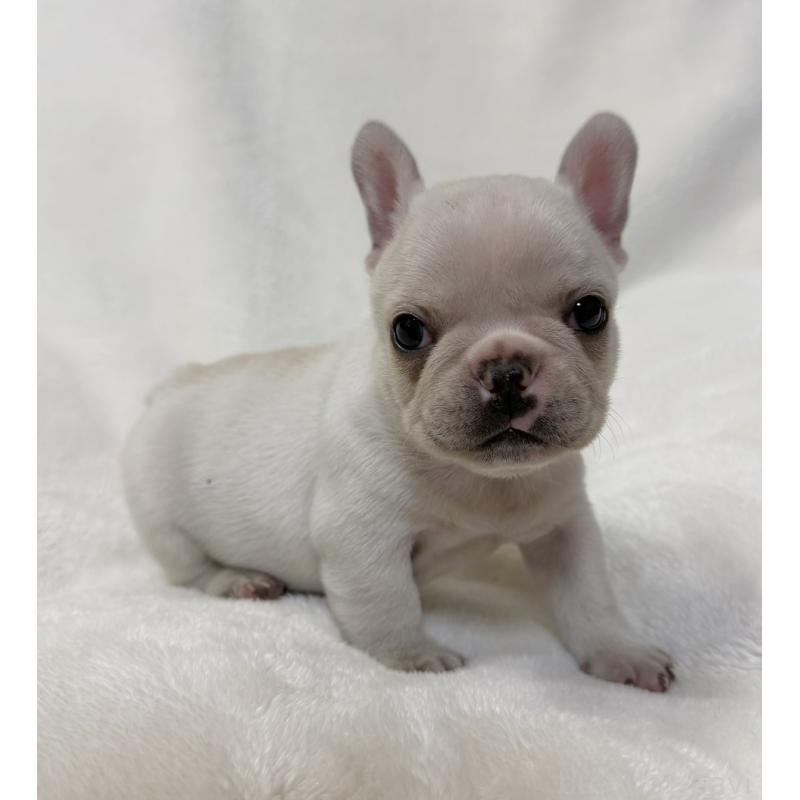 販売中の山口県のフレンチブルドッグ-428967の2枚目