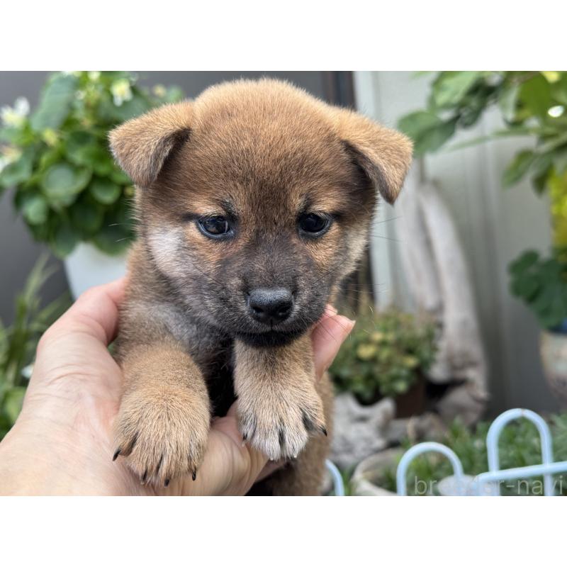 販売中の岡山県の柴犬-428968の4枚目