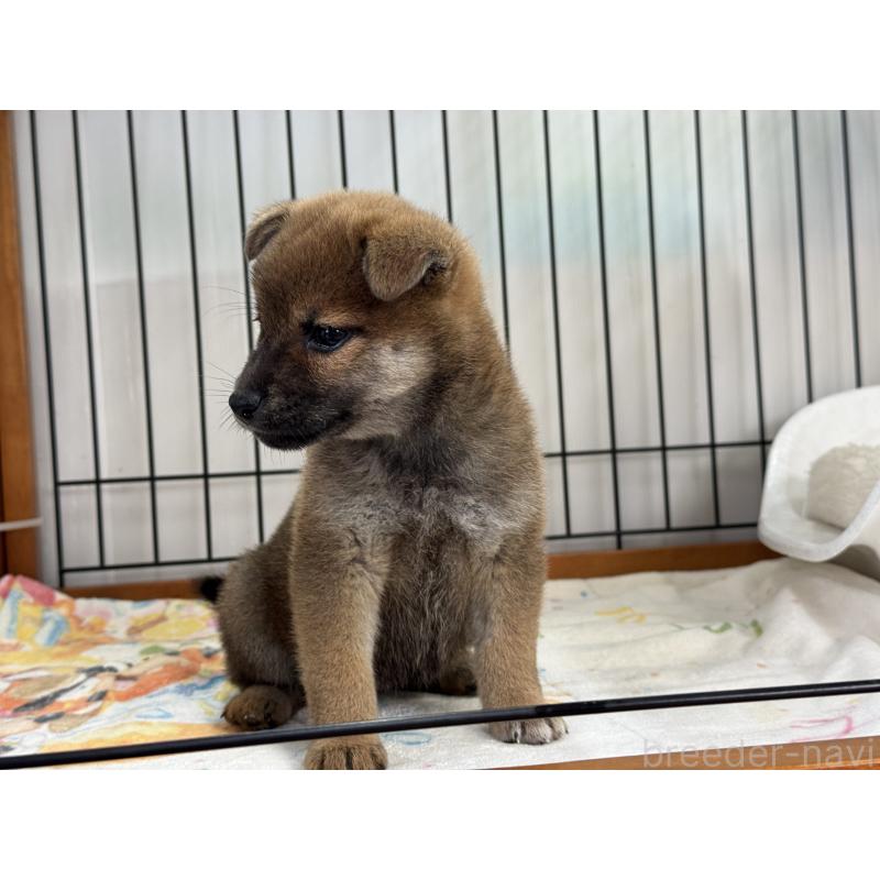 販売中の岡山県の柴犬-428968の3枚目