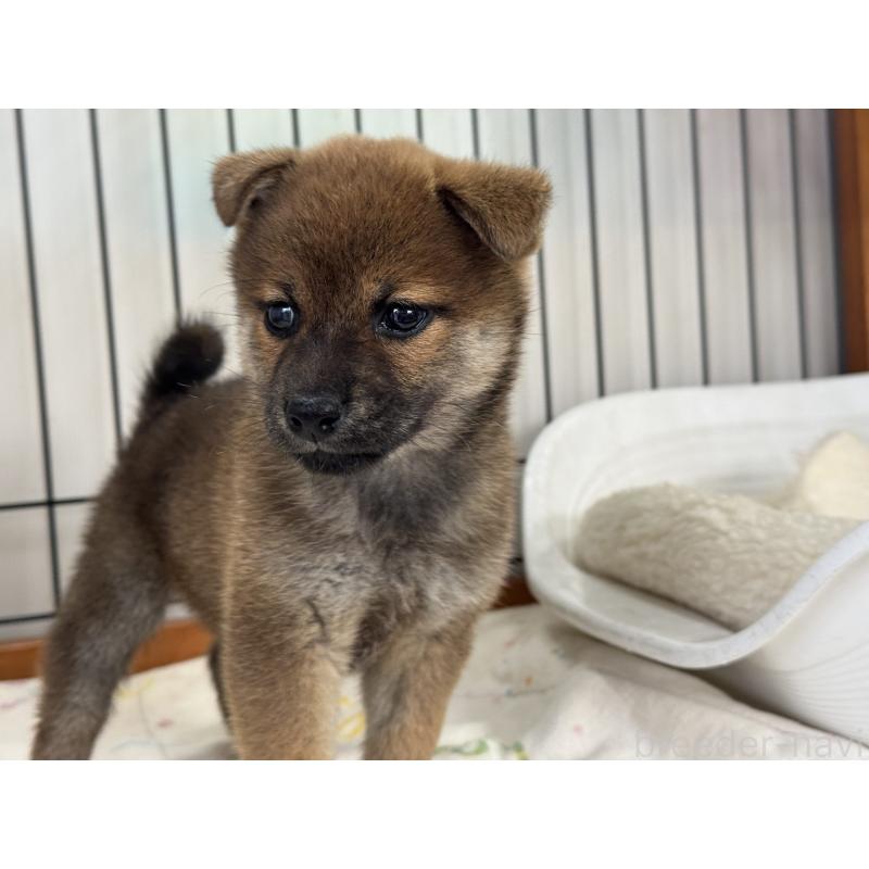 販売中の岡山県の柴犬-428968の2枚目