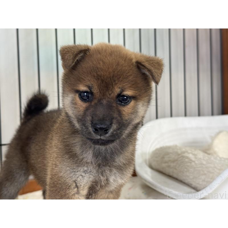 販売中の岡山県の柴犬-428968の1枚目